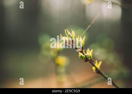 Foglie giovani di foglia verde di primavera che crescono nel ramo della foresta Bush pianta albero durante l'alba o tramonto. Giovane foglia alla luce del sole su Boke Bokeh Foto Stock