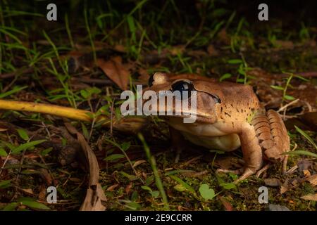 Grande rana sbarrata (Mixophyes fasciolatus), una grande rana che abita foreste pluviali del nord del NSW e del sud-est del Queensland. Foto Stock