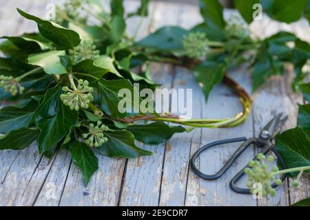 Efeu-Kranz, Efeukranz, Kranz aus Efeu, Efeuranken, Efeuranken werden zu einem Kranz gebunden, Blumenkranz, Efeu, Hedera helix, Common Ivy, Ivy, Englis Foto Stock