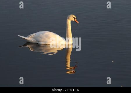 Lone cigno sul lago d'inverno Foto Stock