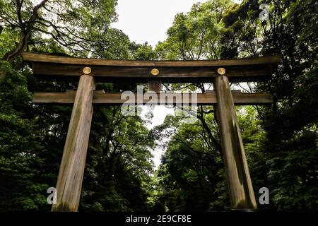 Torii al Santuario Meiji in estate. Tokyo, Giappone Foto Stock