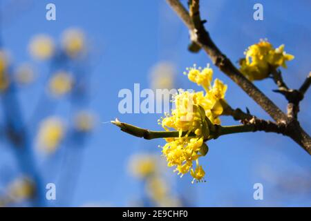 Un particolare di bella primavera gialla fiorisce sugli alberi. Foto Stock