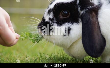 Mano che alimenta coniglio con erbe, coniglio di montone nana che mangia da una mano - fiducia costruzione Foto Stock