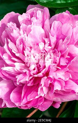 Peony Pink Parfait (Paeonia lactiflora) una pianta fiorente estiva primaverile con fiore rosa all'inizio dell'estate comunemente noto come Peony cinese, foto d'inventario Foto Stock