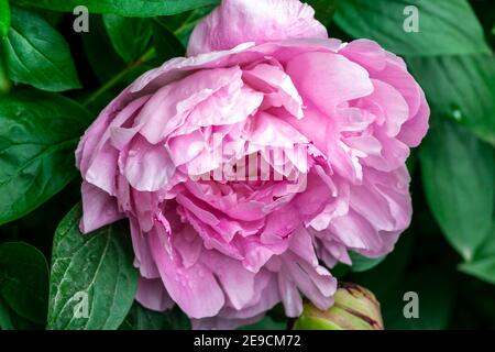 Peony Pink Parfait (Paeonia lactiflora) una pianta fiorente estiva primaverile con fiore rosa all'inizio dell'estate comunemente noto come Peony cinese, foto d'inventario Foto Stock