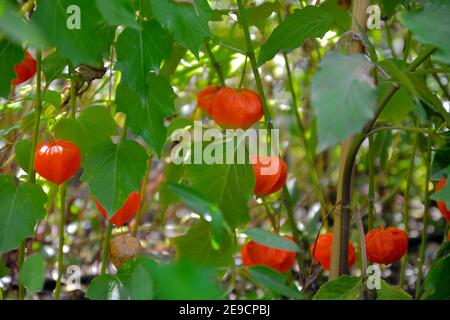 Piante di Physalis o piante cinesi di Lanterna, Physalis alkekengi, uva spina, ciliegia della vescica. Foto Stock