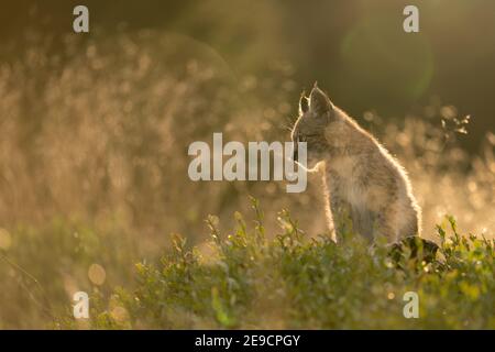 Cucciolo di Lynx seduto dal lato del profilo in erba alta nella luce dorata del tramonto. Foto Stock