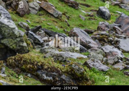 piccola marmotta seduta sulla roccia in montagna Foto Stock