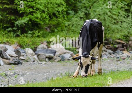 la mucca bianca e nera si trova sul lato della strada nella montagne Foto Stock