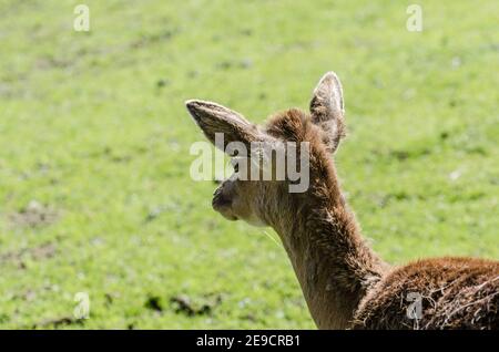 cervi piccoli nella natura e in montagna Foto Stock