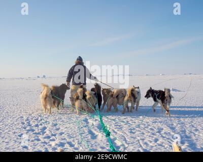 I cani da slitta sono guidati attraverso terreni difficili. Cacciatore inuit con pantaloni e stivali tradizionali realizzati in pelliccia di orso polare sul ghiaccio marino del Mel Foto Stock