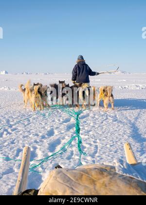 I cani da slitta sono guidati attraverso terreni difficili. Cacciatore inuit con pantaloni e stivali tradizionali realizzati in pelliccia di orso polare sul ghiaccio marino del Mel Foto Stock