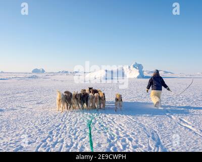 I cani da slitta sono guidati attraverso terreni difficili. Cacciatore inuit con pantaloni e stivali tradizionali realizzati in pelliccia di orso polare sul ghiaccio marino del Mel Foto Stock