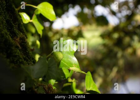 foglie di edera autunnale isolate su uno sfondo verde naturale con un po' di cielo Foto Stock