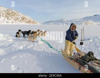 Raccogliere un sigillo da una trappola sotto il ghiaccio marino. Cacciatore inuit con pantaloni e stivali tradizionali realizzati in pelliccia di orso polare, vicino a Melville Bay Foto Stock