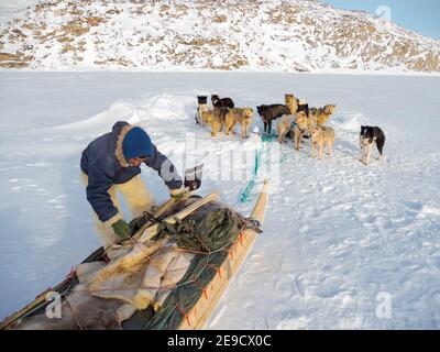 Raccogliere un sigillo da una trappola sotto il ghiaccio marino. Cacciatore inuit con pantaloni e stivali tradizionali realizzati in pelliccia di orso polare, vicino a Melville Bay Foto Stock
