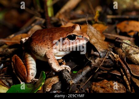 Great Barred Frog (Mixophyes fasciolatus) la gloriosa sezione del Parco Nazionale D'Aguilar, Queensland, Australia Foto Stock
