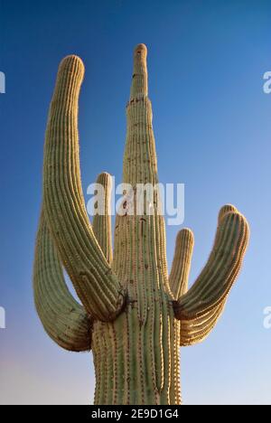 Saguaro al tramonto, Saguaro National Park, West Tucson Mountain District, Arizona, Stati Uniti Foto Stock