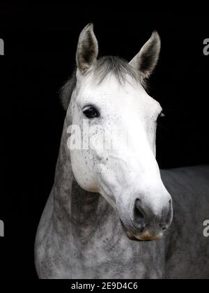 Un colpo di testa di un cavallo grigio ananas su uno sfondo nero. Foto Stock