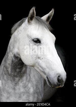 Un colpo di testa di un cavallo grigio ananas su uno sfondo nero. Foto Stock