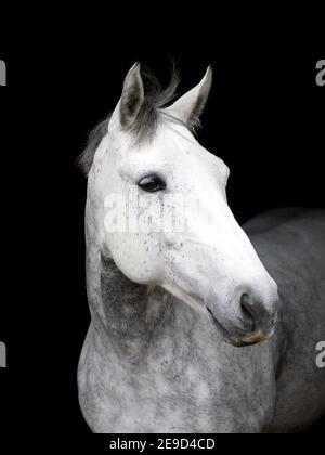 Un colpo di testa di un cavallo grigio ananas su uno sfondo nero. Foto Stock