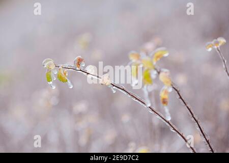 Primo piano di piante surgelate coperte di ghiaccio dopo la pioggia durante il giorno d'inverno. Foto Stock