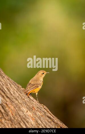 Nero rosso partenza o fenicurus ocruros piccolo uccello ritratto con naturale sfondo verde arroccato su tronco di albero al parco nazionale keoladeo o bharatpur Foto Stock