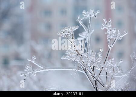 Primo piano di piante surgelate coperte di ghiaccio dopo la pioggia durante il giorno d'inverno. Foto Stock