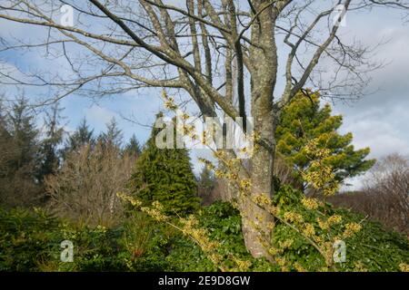 Fiori invernali gialli su un arbusto di Hazel di strega (Hamamelis x intermedia 'pallida') che cresce in un giardino rurale in Devon Rurale, Inghilterra, Regno Unito Foto Stock