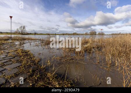 Paesaggio floodplain e alberi di inverno aridi Foto Stock