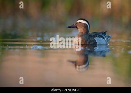 garganey (Anas querquidula), drake nuoto, Belgio, Fiandre Orientali, Molsbroek Foto Stock