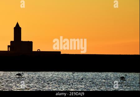 Grande fenicottero (Fenicotterus roseus, Fenicotterus ruber roseus), chiesa di Almadraba e le saline con fenicotteri, Spagna, Andalusia, Parque Foto Stock