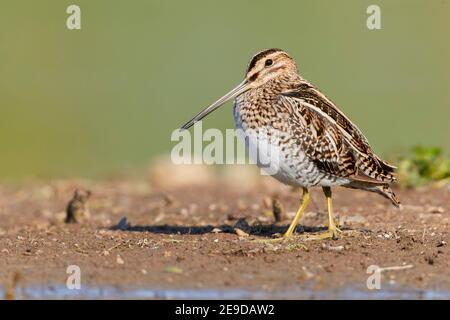 Snipe comune (Gallinago gallinago), passeggiata a terra, vista laterale, Italia, Campania Foto Stock