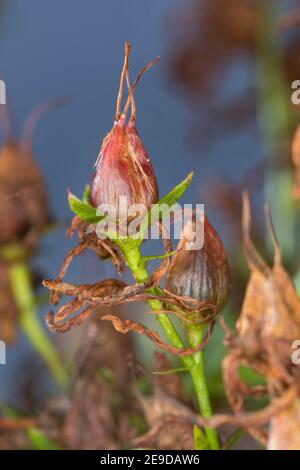 Erba comune di San Giovanni, perforata erba di San Giovanni, erbaccia di klamath, erba di San Giovanni (Hypericum perforatum), frutta, Germania Foto Stock