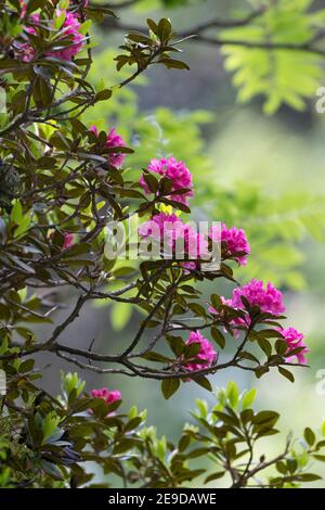 Ruggine-lasciava alpine rose, neve-rose, snowrose, arrugginito-lasciava alpenrose, arrugginito-lasciava alprose (Rhododendron ferrugineum), fioritura, Germania Foto Stock