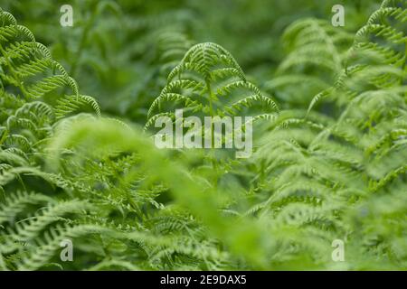 Felce da donna alpina (Athyrium distentifolium), fronti, Austria, Carinzia Foto Stock