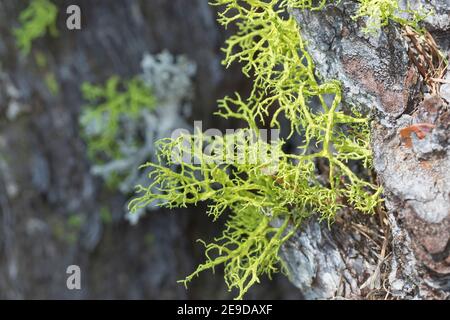 lupo lichen (Letharia vulpina, Evernia vulpina), sulla corteccia di larice, Germania Foto Stock