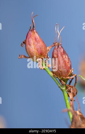 Erba comune di San Giovanni, perforata erba di San Giovanni, erbaccia di klamath, erba di San Giovanni (Hypericum perforatum), frutta, Germania Foto Stock