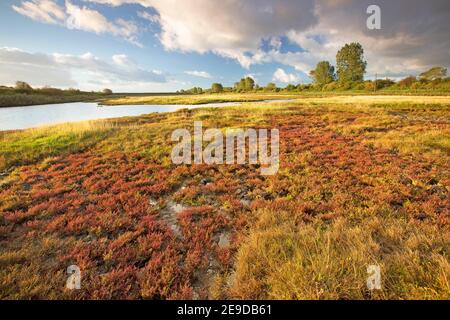 Erba sottile, Glasswort, Glasswort comune (Salicornia europaea), paludi saline a Dudzeelse Polder a Zeebrugge, Belgio, Fiandre Occidentali, Dudzele, Foto Stock