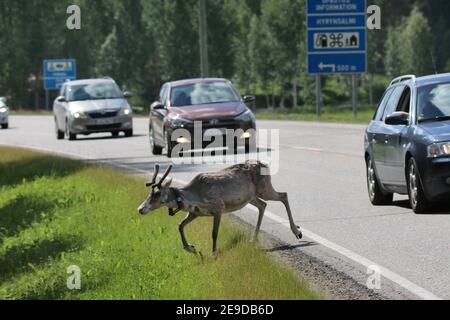 Renna europea, caribù europeo (Rangifer tarandus tarandus), giovane animale con trasponditore in arrosto e cambio di camice che attraversa una strada trafficata, lato Foto Stock