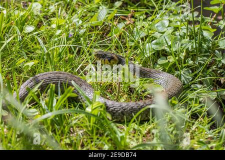 Serpente d'erba (Natrix natrix), sulla riva del laghetto, ritratto di mezza lunghezza, Germania, Baviera Foto Stock