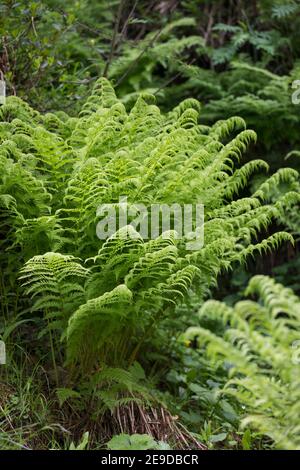 Felce da donna alpina (Athyrium distentifolium), abitudine, Austria, Carinzia Foto Stock