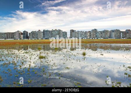 Erba sottile, Glasswort, Glasswort, Glasswort comune (Salicornia europaea), palude di sale di fronte a un denso sviluppo sulla costa del Mare del Nord, Belgio; Foto Stock