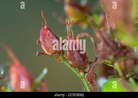 Erba comune di San Giovanni, perforata erba di San Giovanni, erbaccia di klamath, erba di San Giovanni (Hypericum perforatum), frutta, Germania Foto Stock