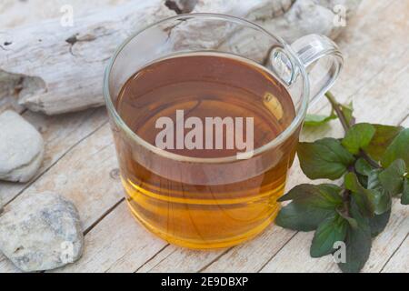 Menta d'acqua selvatica, menta d'acqua, menta a Cavallo (Mmentha aquatica), tè fatto in auto dalla menta d'acqua, Germania Foto Stock