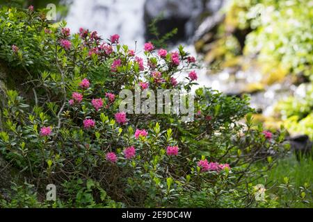 Ruggine-lasciava alpine rose, neve-rose, snowrose, arrugginito-lasciava alpenrose, arrugginito-lasciava alprose (Rhododendron ferrugineum), fioritura, Germania Foto Stock