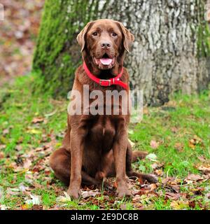 Il Labrador cioccolato Foto Stock