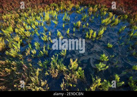 Erba sottile, Glasswort, Glasswort comune (Salicornia europaea), palude di sale con glasswort nella riserva naturale di Zwin, Belgio, Ovest Foto Stock