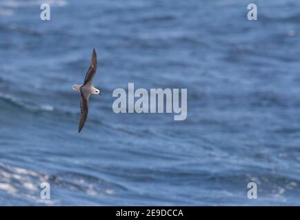 Petrel a testa bianca, fulmar a testa bianca (Pterodroma lessonii), in volo in deltaplano sul Mare del Sud, vista dall'alto, Nuova Zelanda, isole di Auckland Foto Stock