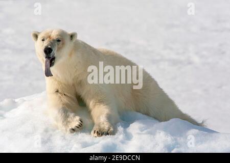 Orso polare (Ursus maritimus), che riposa sulla riva della neve, dando un enorme yawn e mostrando la sua lingua grande, Norvegia, Svalbard Foto Stock